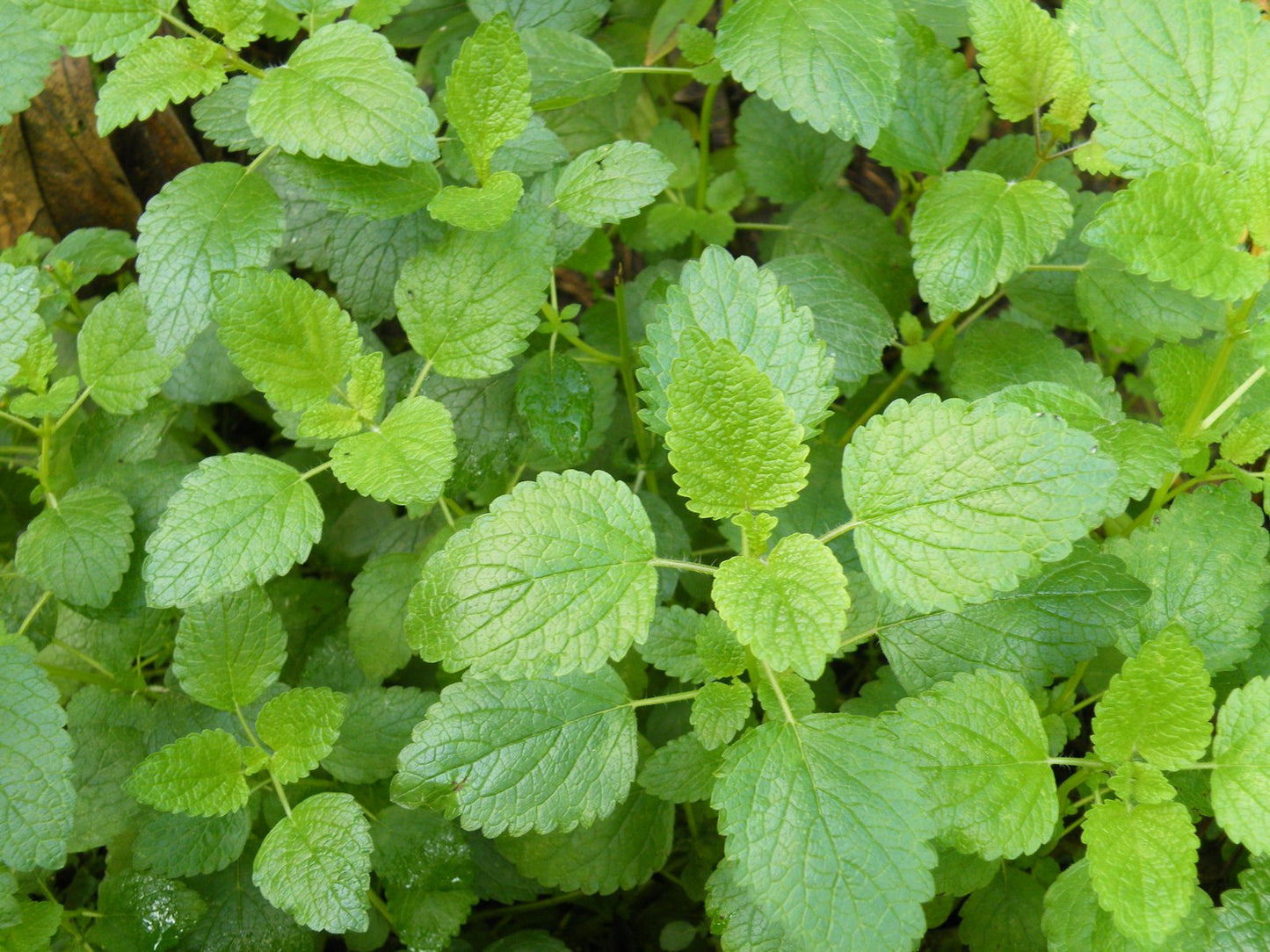 Lemon Balm Tincture
