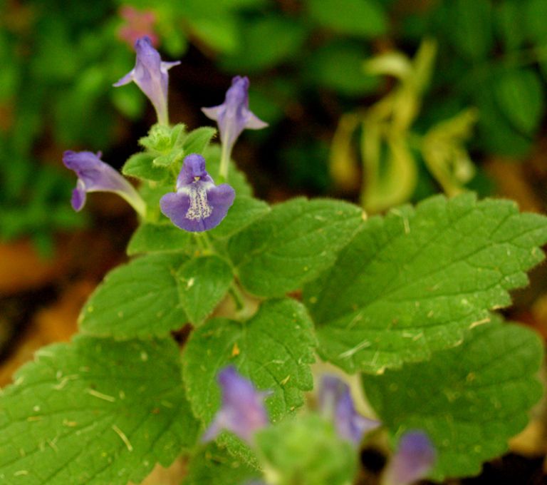 Skullcap Tincture