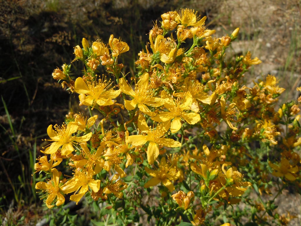 Stinging Nettle & St. John's Wort (Urtica dioica & Hypericum perforatum)