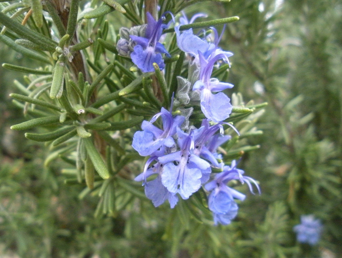 Rosemary (Rosmarinus officinalis)