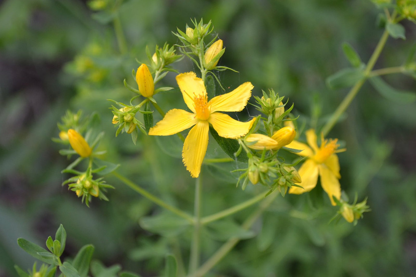 Stinging Nettle & St. John's Wort (Urtica dioica & Hypericum perforatum)