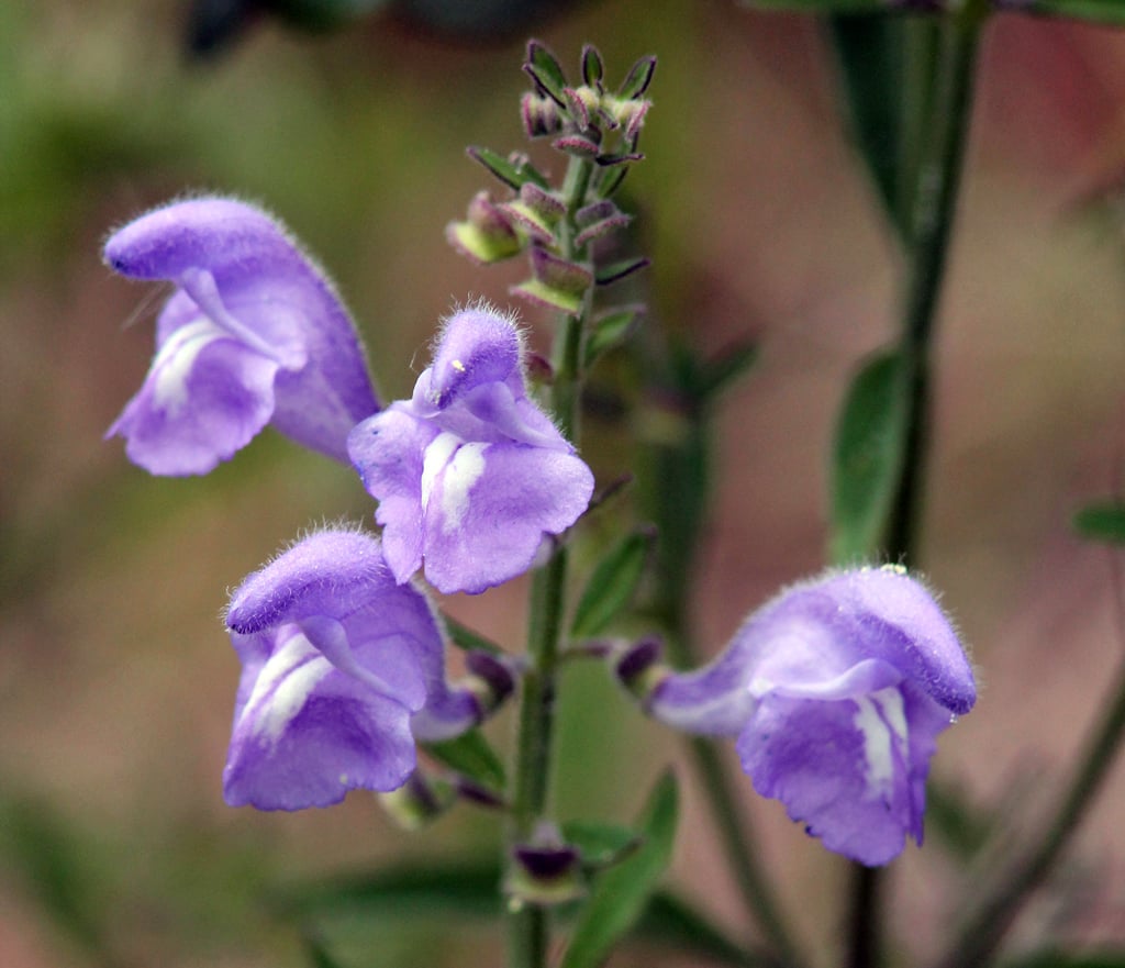 Skullcap Tincture