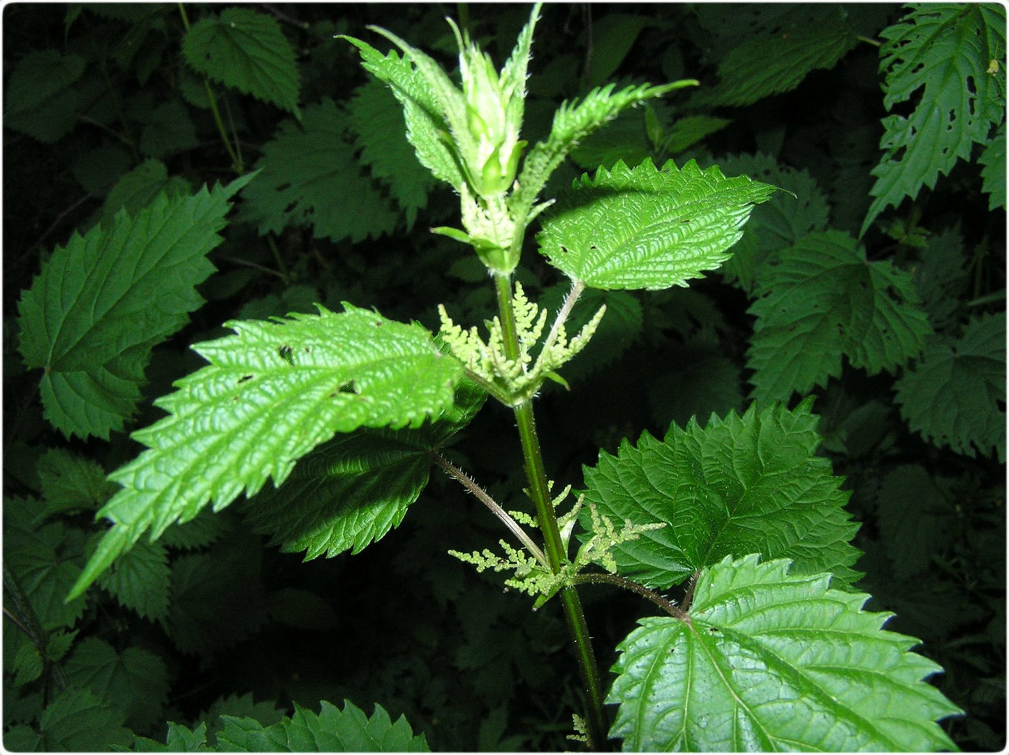 Stinging Nettle & St. John's Wort (Urtica dioica & Hypericum perforatum)