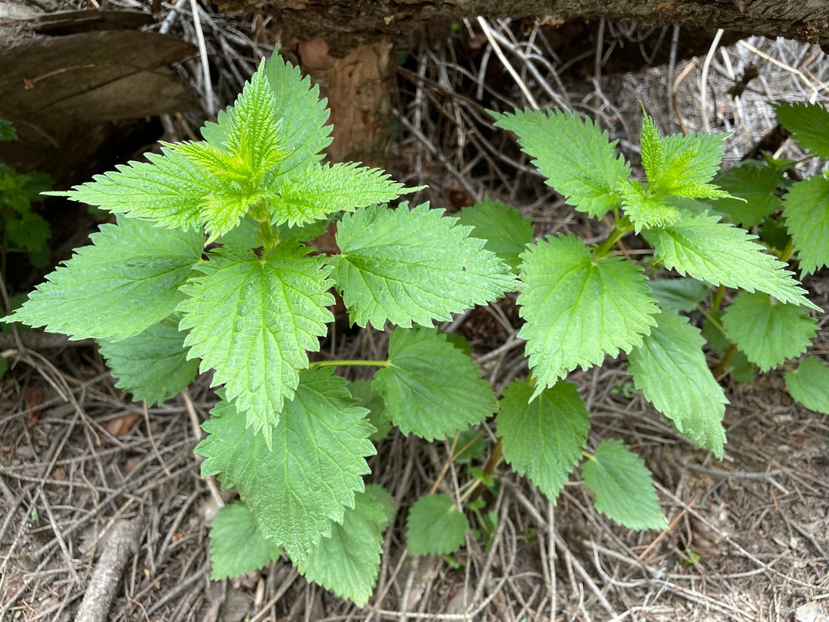 Stinging Nettle & St. John's Wort (Urtica dioica & Hypericum perforatum)