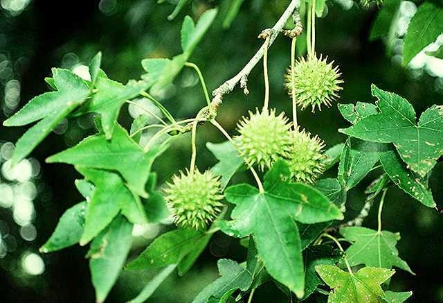 American Sweetgum (Liquidambar styraciflua)