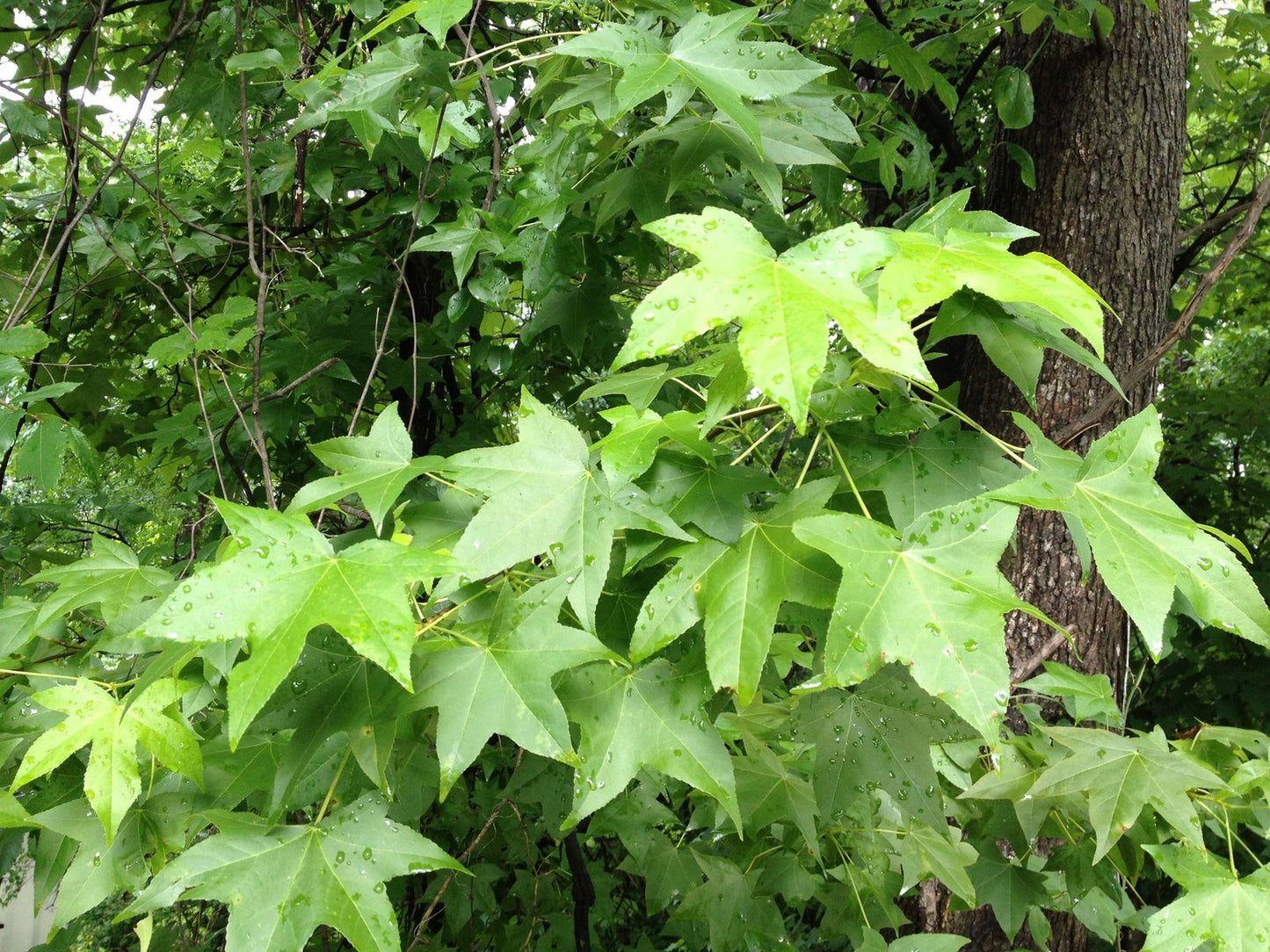 American Sweetgum (Liquidambar styraciflua)