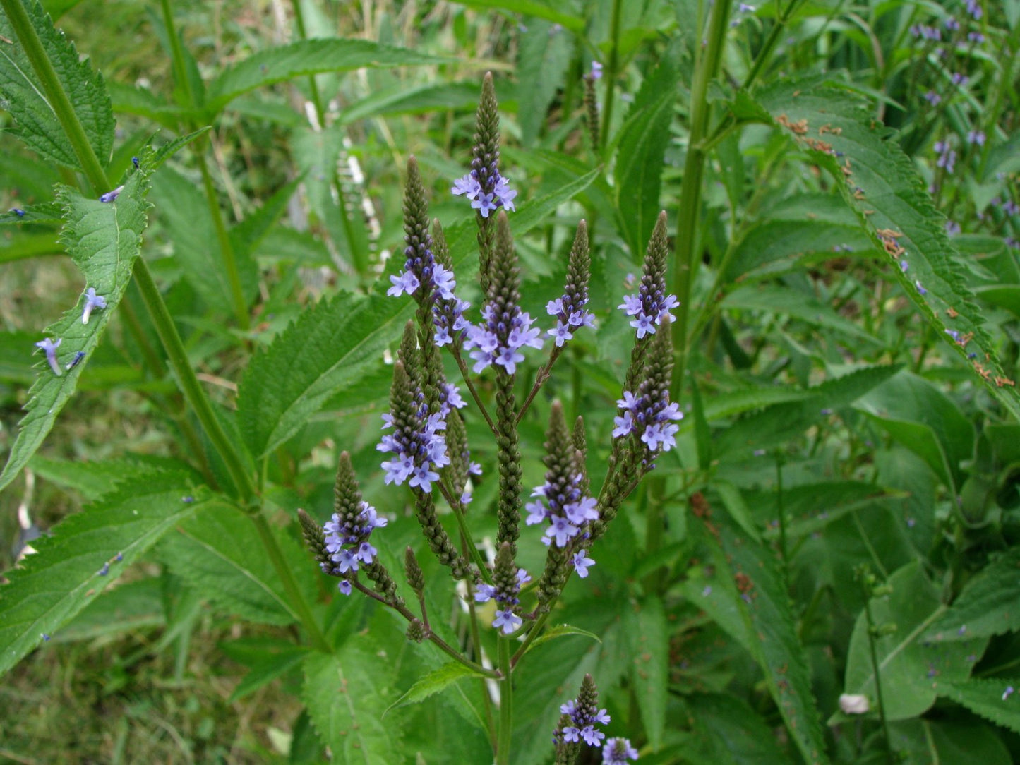 Blue Vervain (Verbena hastata)