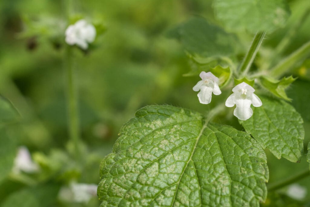 Lemon Balm Tincture