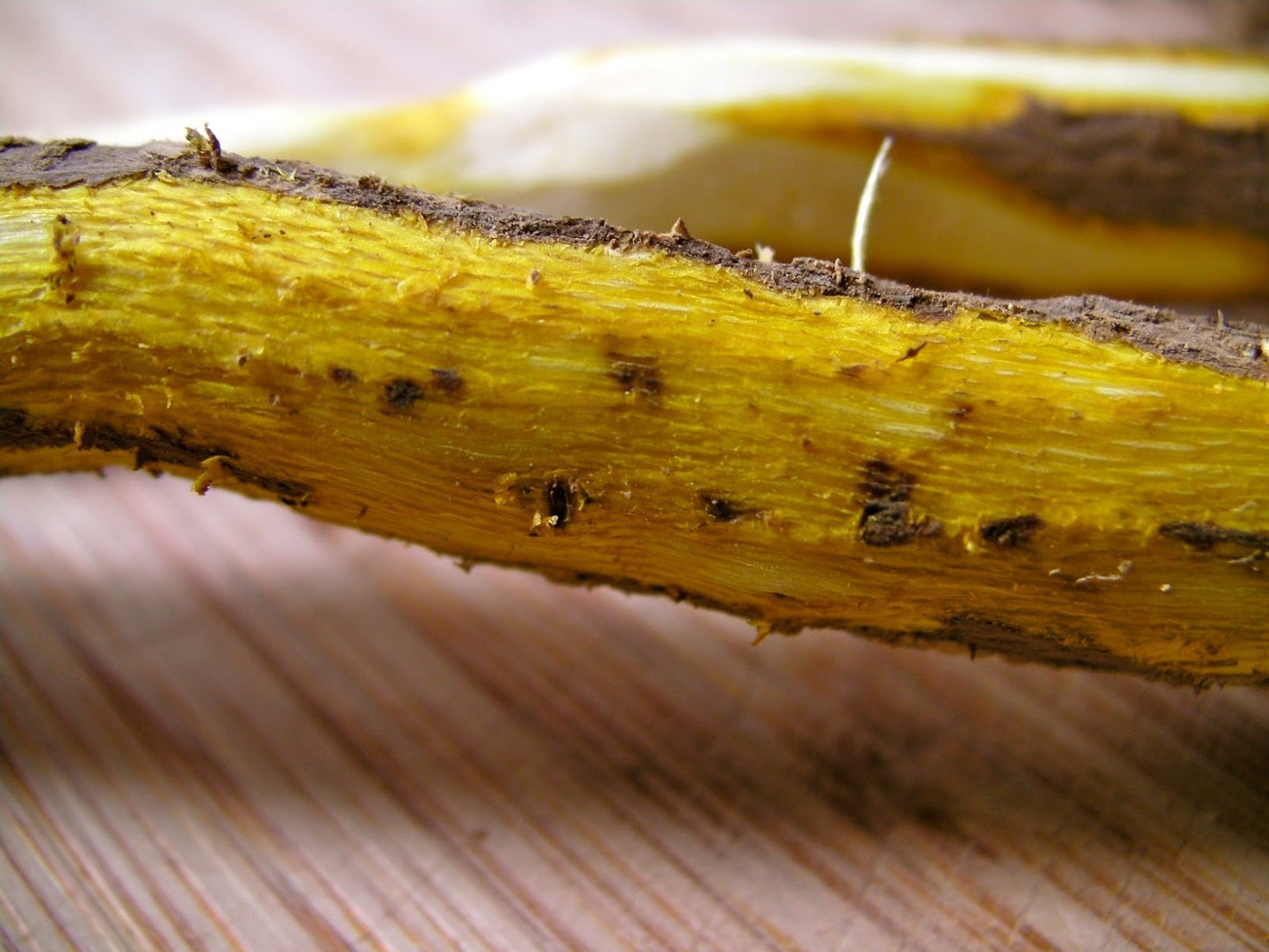 Oregon Grape Root (Mahonia aquifolium)