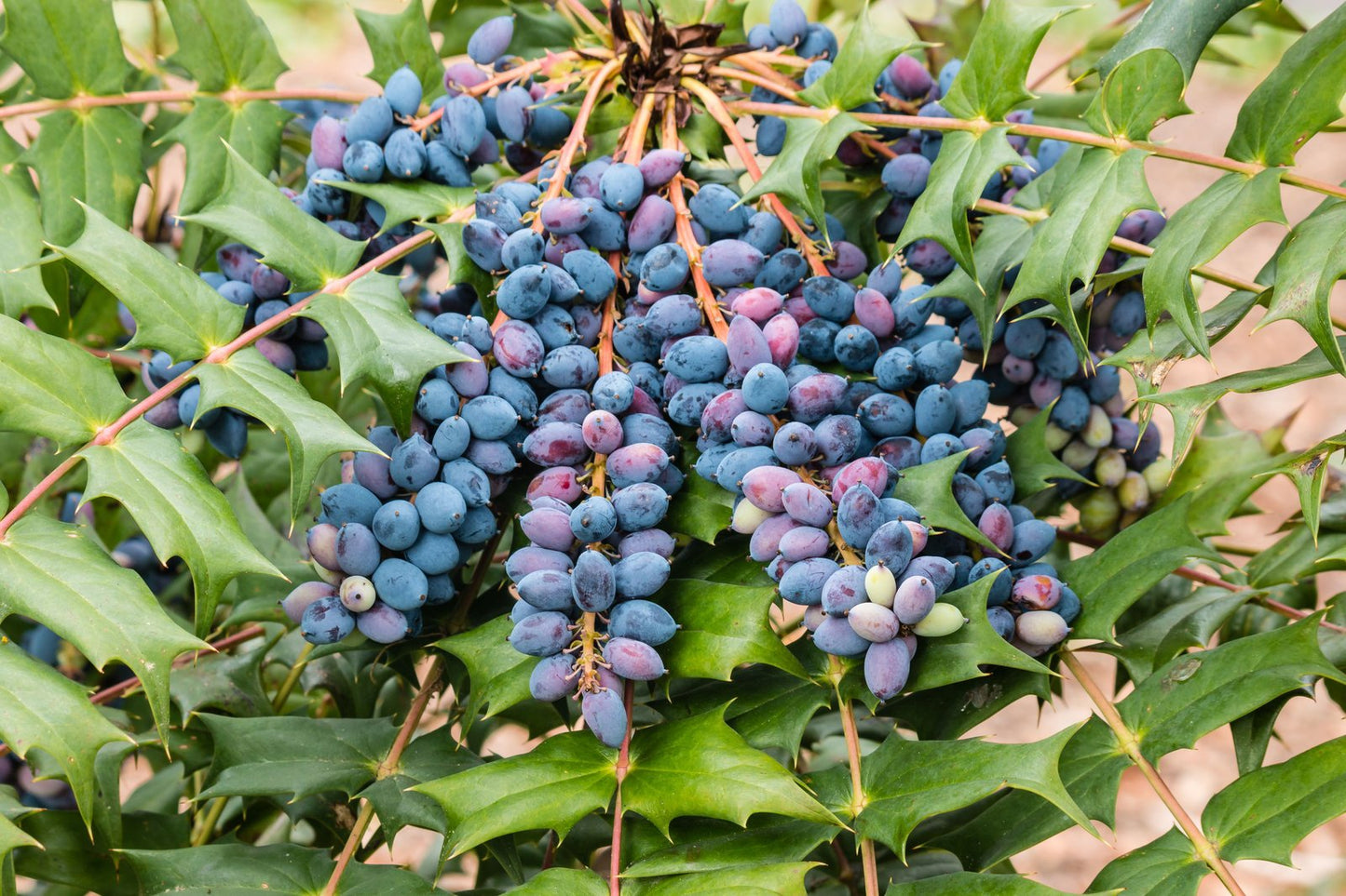 Oregon Grape Root (Mahonia aquifolium)